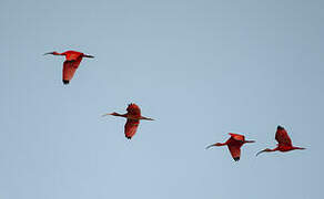 Scarlet Ibis