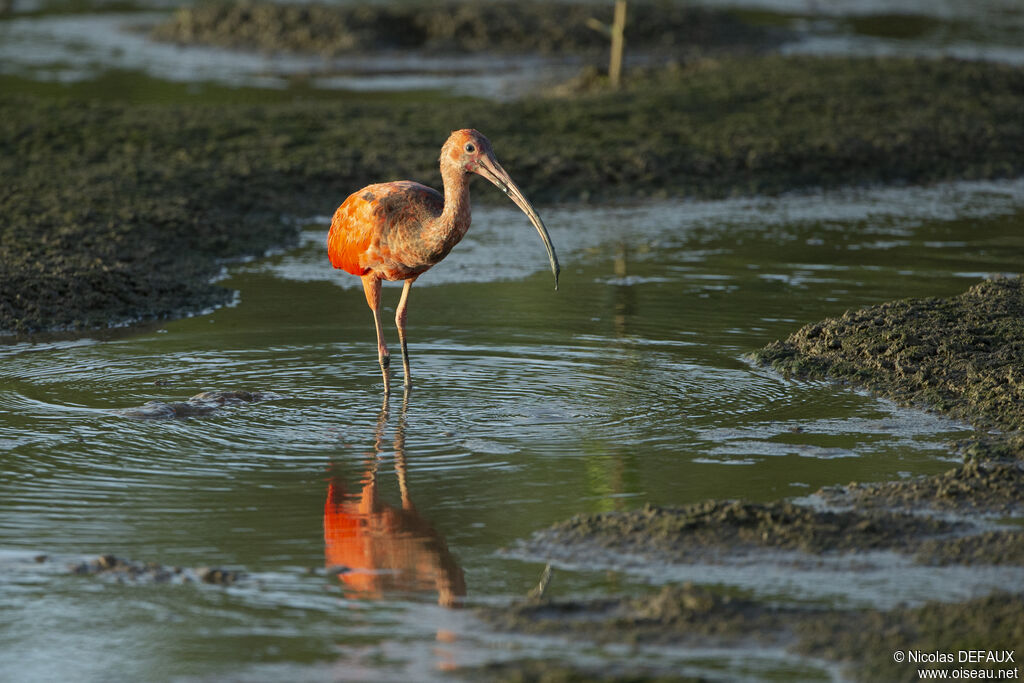 Ibis rouge, portrait, mange