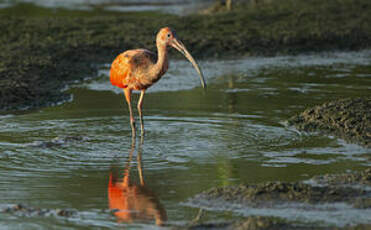 Ibis rouge