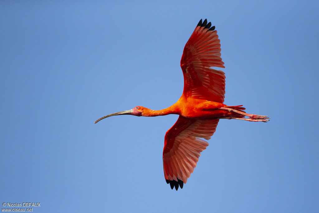 Scarlet Ibisadult, Flight