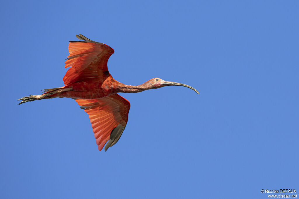 Scarlet Ibis, Flight