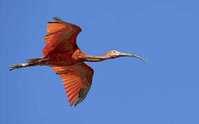 Scarlet Ibis