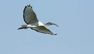 African Sacred Ibis