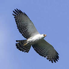 Aigle noir et blanc