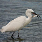 Aigrette garzette