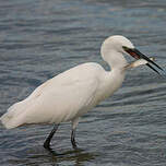Aigrette garzette