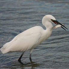 Aigrette garzette