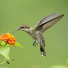 Colibri rubis-topaze