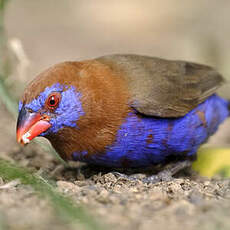 Cordonbleu violacé