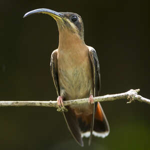 Ermite hirsute