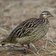 Francolin huppé