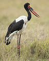 Jabiru d'Afrique