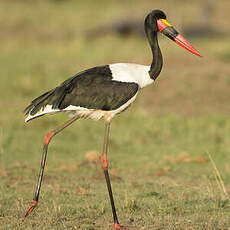 Jabiru d'Afrique