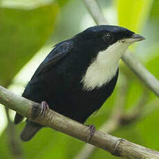 Manakin à gorge blanche