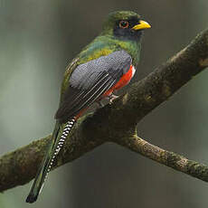 Trogon rosalba