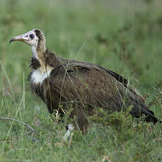 Vautour charognard