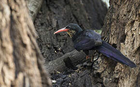 Green Wood Hoopoe