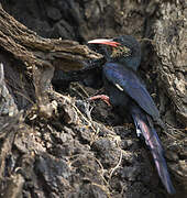 Green Wood Hoopoe