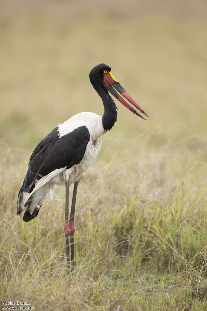 Saddle-billed Stork female adult, identification