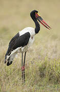 Saddle-billed Stork