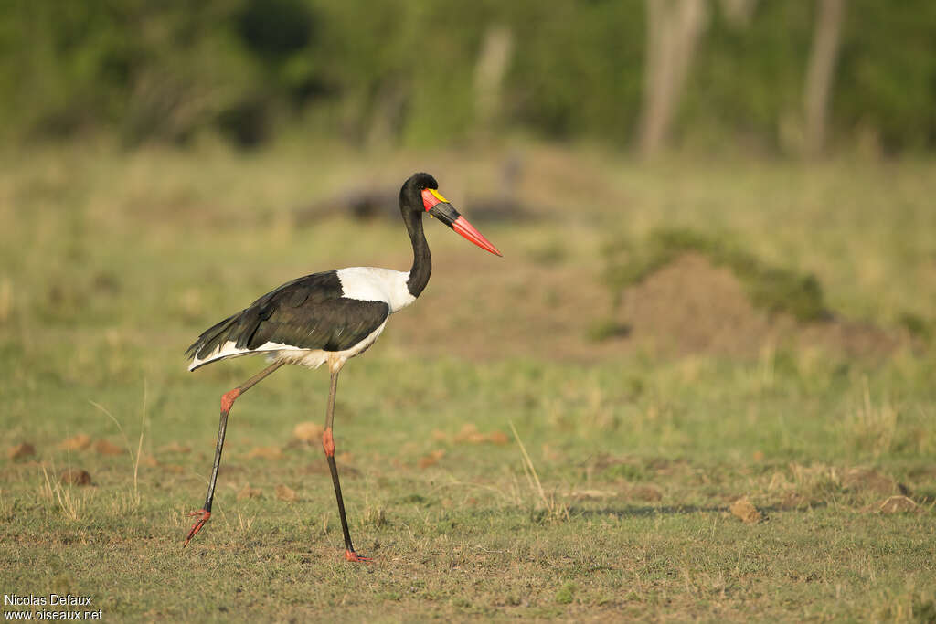 Jabiru d'Afrique mâle adulte, identification