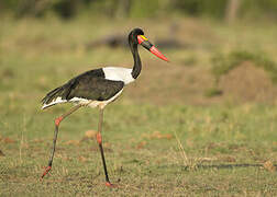 Saddle-billed Stork