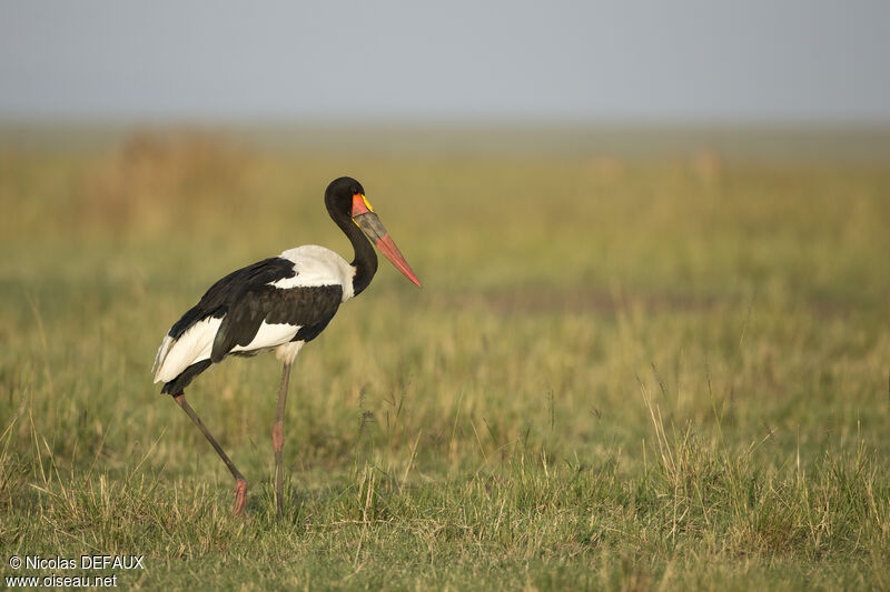 Saddle-billed Stork male adult, walking