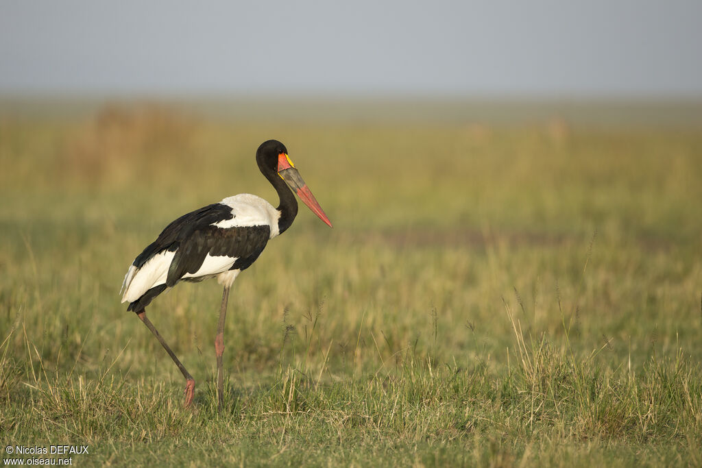 Jabiru d'Afrique mâle adulte, marche