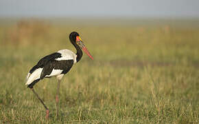 Saddle-billed Stork