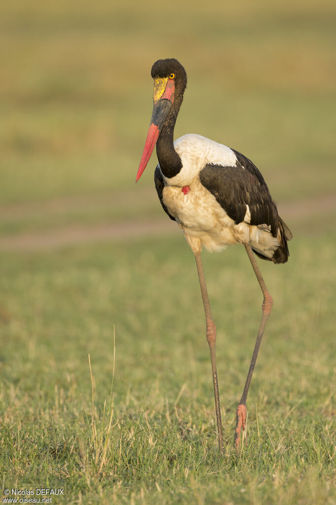 Jabiru d'Afrique femelle adulte, marche