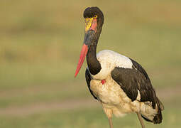 Saddle-billed Stork