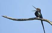 Jacamar à longue queue