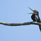 Jacamar à longue queue