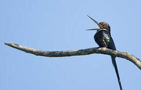 Jacamar à longue queue