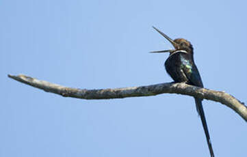 Jacamar à longue queue