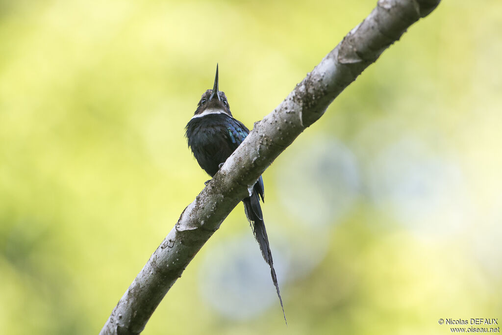 Jacamar à longue queue