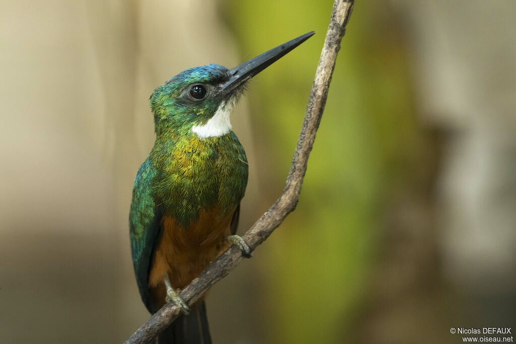 Jacamar vert mâle adulte, portrait