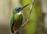 Jacamar vert