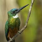 Jacamar vert