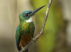 Green-tailed Jacamar