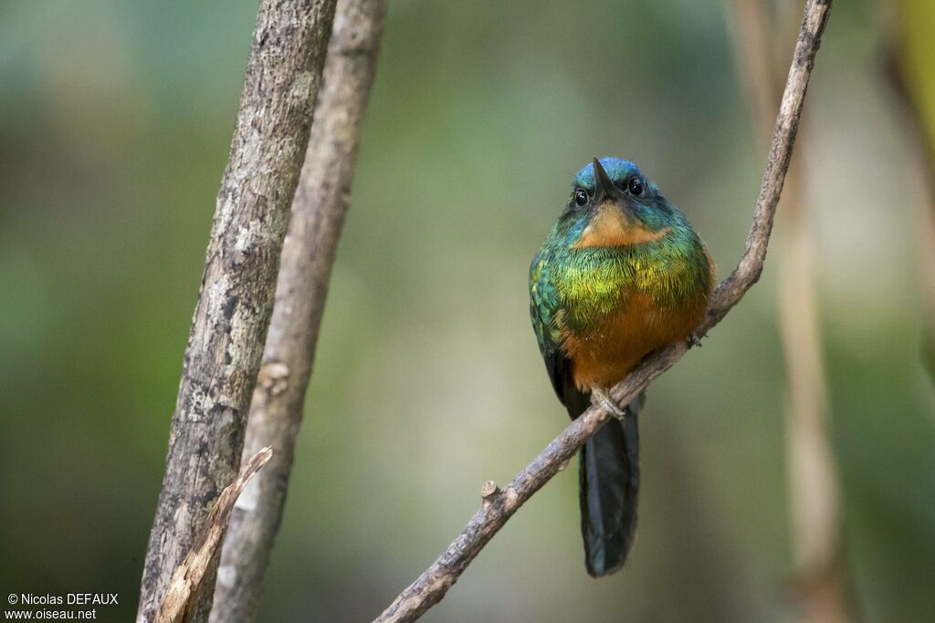 Jacamar vert femelle adulte