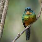 Jacamar vert
