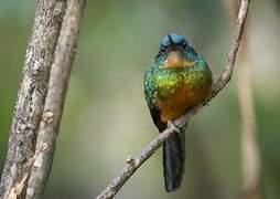 Green-tailed Jacamar