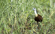 Jacana à poitrine dorée