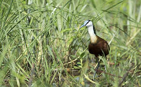 African Jacana