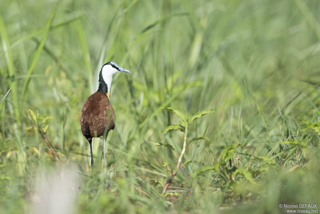 African Jacana, close-up portrait