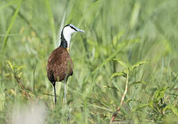 Jacana à poitrine dorée