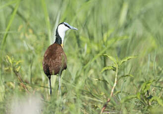 Jacana à poitrine dorée