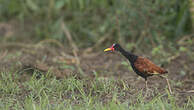 Jacana noir