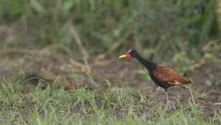 Wattled Jacana